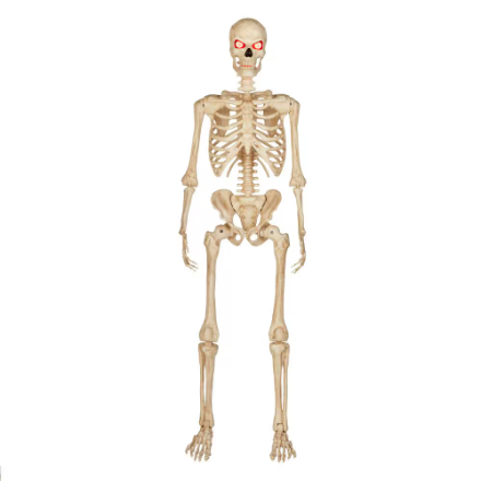 Skeleton - posable